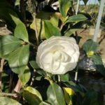 Camelia Putih