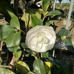 Camelia Putih
