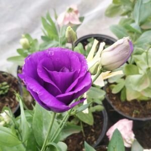 Lisianthus Purple