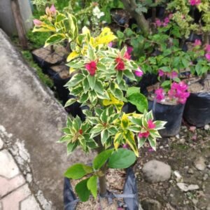 Bougenville 2 Warna (Ungu & Merah)