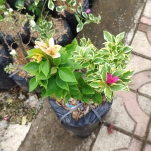Bougenville 2 Warna (Merah & Pink Lemonade)