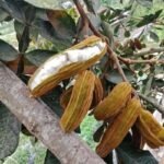 Salju