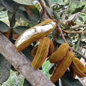 Salju