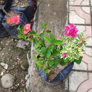 Bougenville 2 Warna (Orange & Merah)