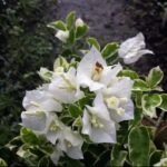 Bougenville Putih Variegata