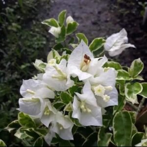 Bougenville Putih Variegata