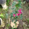 Bougenville Spectabilis Ungu - Gambar 2