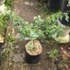 Bougenville Spectabilis Putih - Gambar 3