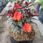 Impatiens Hawkeri Oranye ( Pacar Air )