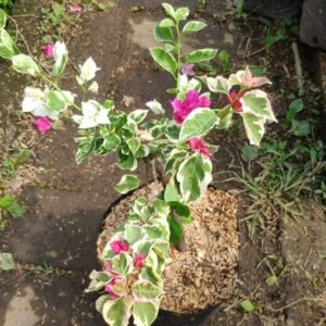 Bougenville Merah Putih Variegata