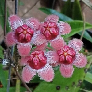 Hoya Sulawesiana