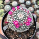 Kaktus Mammillaria Woodsii