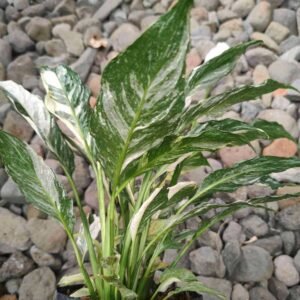 Spathiphyllum Domino Variegata / Peace Lily Domino Variegated
