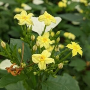 Nusa Indah Flava Verdc (Mussaenda)