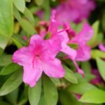 Azalea Pink