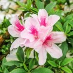 Azalea Aztec