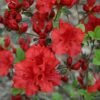 Azalea Merah - Gambar 2