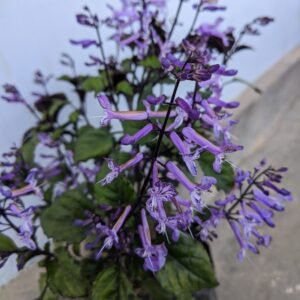 Mona Lavender