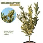 Jeruk Kasturi VARIEGATA (Berbuah)