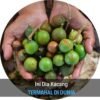 Kacang Macadamia - Gambar 2