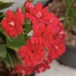 Kalanchoe Merah