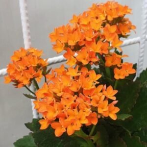 Kalanchoe Oranye
