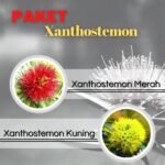 Paket Tanaman Xanthostemon (Merah & Kuning)
