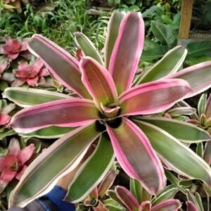 Bromelia Rafael
