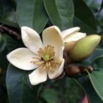 Cempaka Mulya Putih ( Magnolia Figo White )