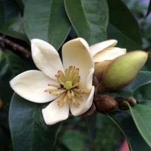 Cempaka Mulya Putih ( Magnolia Figo White )