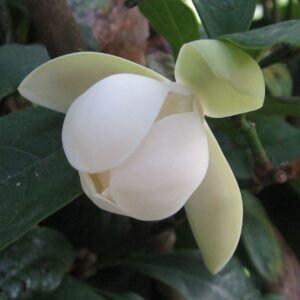 Cempaka Telor ( Magnolia Coco )