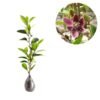 Cempaka Ungu ( Magnolia Figo Purple ) - Gambar 3