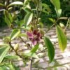 Cempaka Ungu ( Magnolia Figo Purple ) - Gambar 2