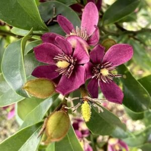 Cempaka Ungu ( Magnolia Figo Purple )