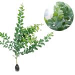 Acacia Podalyriifolia