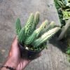 Kaktus Red Dragon ( Huernia Schneideriana ) - Gambar 4