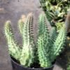Kaktus Red Dragon ( Huernia Schneideriana ) - Gambar 3