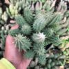 Kaktus Red Dragon ( Huernia Schneideriana ) - Gambar 2