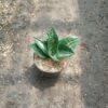 Sansevieria Hanisticer - Gambar 2