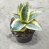 Sansevieria Golden mini - Gambar 2