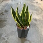 Sansevieria Superba