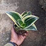 Sansevieria Pagoda