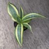 Sansevieria Golden Banner - Gambar 3
