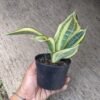 Sansevieria Golden Banner - Gambar 2