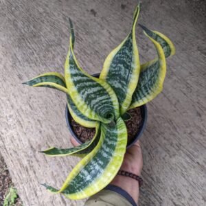 Sansevieria Twister