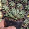Haworthia Pumila Sirkel - Gambar 2
