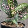 Aglaonema Pink Dalmation - Gambar 3