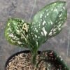 Aglaonema Pink Dalmation - Gambar 4