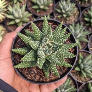 Haworthia Pumila Sirkel