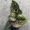 Aglaonema Pink Dalmation - Gambar 2